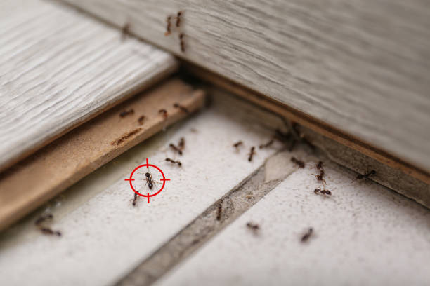Best Pest Removal Services  in Liberal, KS